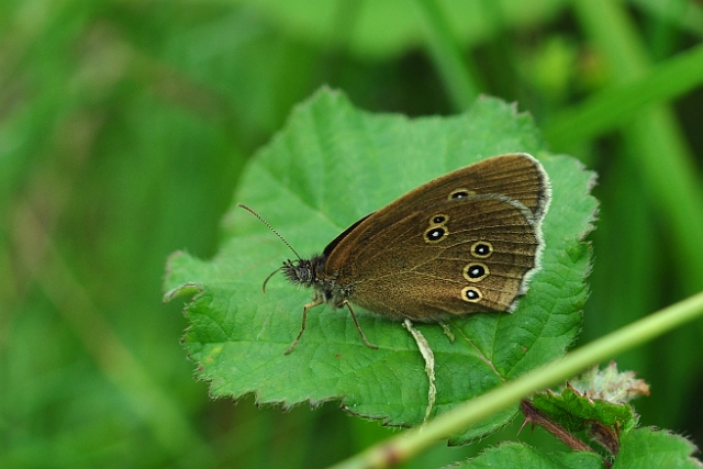10 07 16_8986_edited-1.jpg - RINGLET - BADBURY RINGS HILL FORT, DORSET - 10.7.16